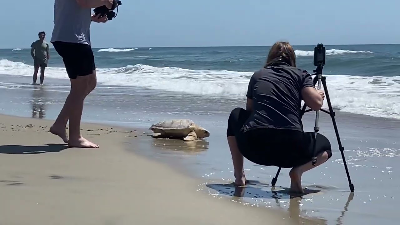 Loggerhead turtle on the Outer Banks - YouTube