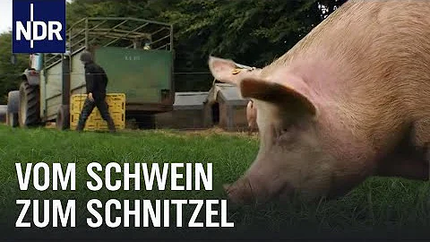 Wie wird Schweinefleisch produziert?