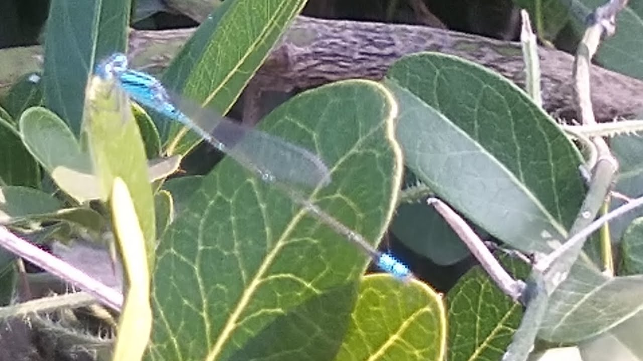 Common Bluetail Damsel Fly 