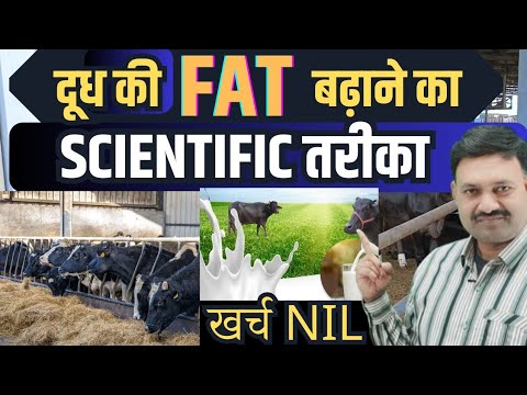 दूध की FAT बढ़ाने का Scientific तरीका 👌🏽 दूध की फैट कैसे बढ़ाएं  gay bhains ki dudh ki fat kaise ba