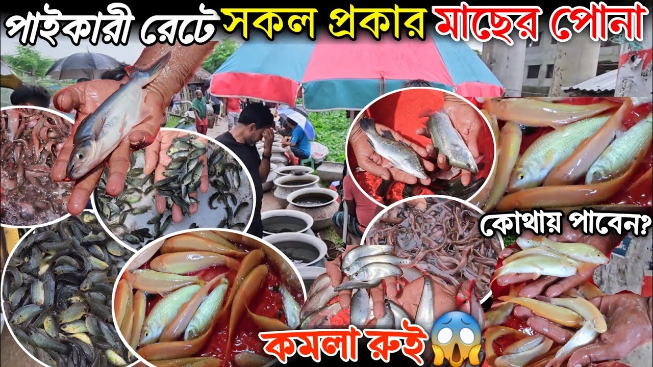 পাইকারি রেটে সকল প্রকার মাছের"পোনা" কোথায় পাবেন কমলা রুই মাছের পোনা! Agro knowledge BD  