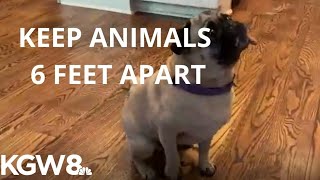 CDC: Pet owners, keep animals 6 feet apart