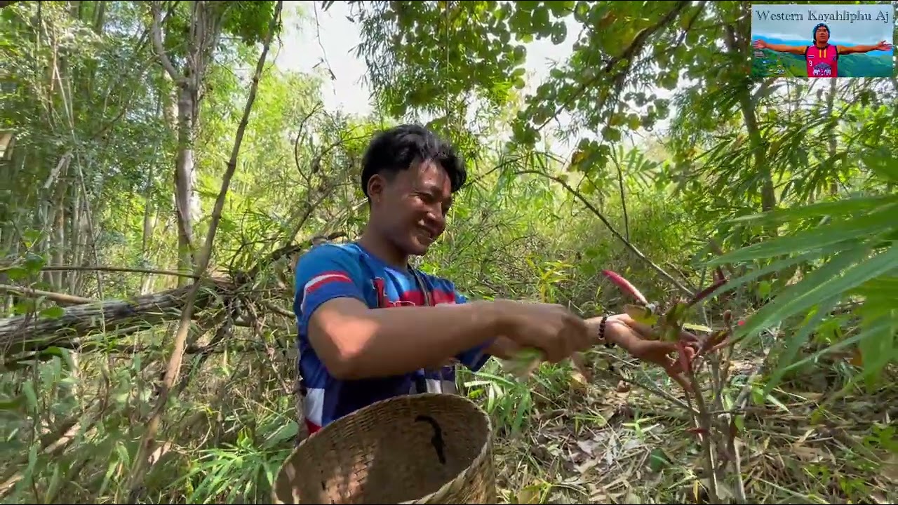 ရစ်လဲမြန်တယ်စားလို့ကောင်းတဲ့ ညောင်ချဉ်ဖူး တစ်နှစ်မှတစ်ခါထွက်ရှိတဲ့အရွက်စားဖူးသူတိုင်းကြိုက်