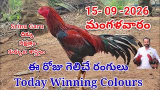 15 September  2026 Today Winning Colours//kukkuta sastram//colour update #telugu screenshot 5