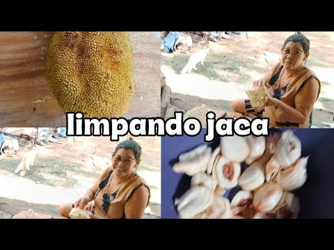 Limpando jaca