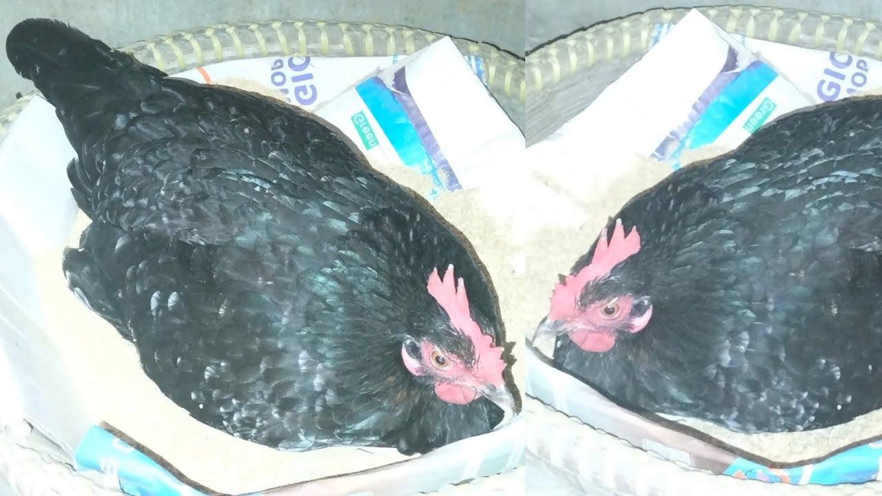 কালো দেশি মুরগিটাকে কুচে ছাড়িয়ে দিলাম 🐓