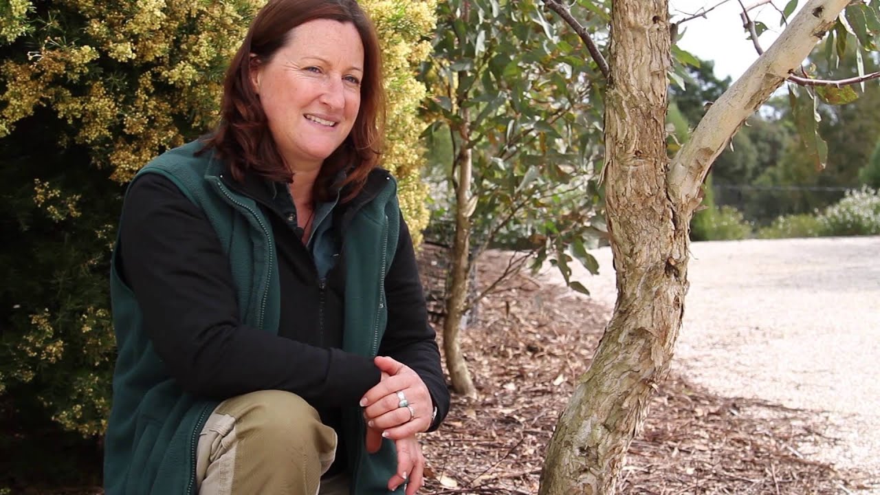 Caring for your eucalypt - Eucalypts for your home garden