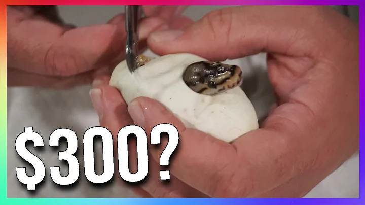 How much can you make Breeding Ball Pythons (snakes)