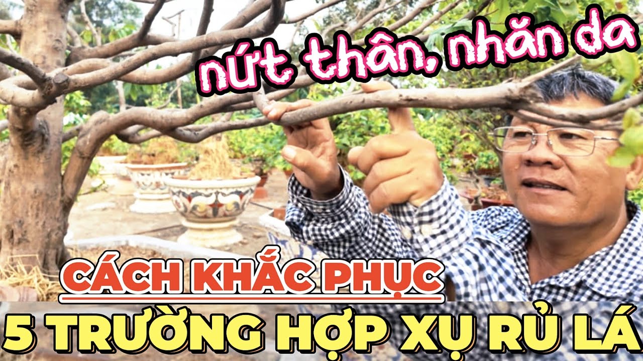 5 trường hợp cây mai vàng bị xụ rủ lá Út Đực chia sẻ nguyên nhân nứt thân nhăn da và cách khắc phục