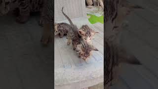 Ham Teen Bhaiyon Ke Samne Kya Aukat Tumhari Hai Gmail Funny Comedy