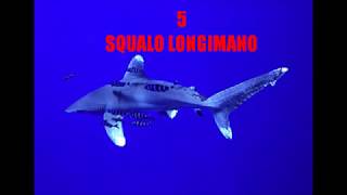 i 5 squali più pericolosi del mondo