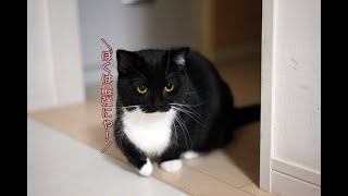 お兄ちゃん猫相手に好き勝手暴れまくる猫