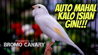 AUTO MAHAL KALO BUNYI ISIAN GINI || Masteran KENARI GACOR ISIAN JALAK SUREN