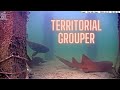 Grouper to sharks dont come around here no more vivathekeys underwater livestream