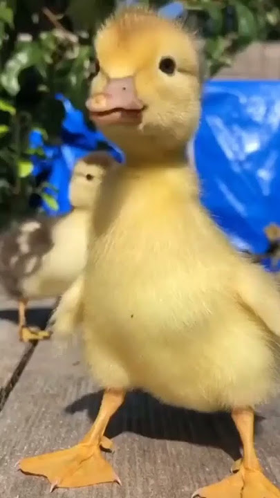 suara lucu bebek #hewanlucu #bebeklucu #fyp #viral