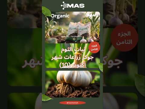 زراعة الثوم فى أكتوبر الجزء 8 التسميد والحشائش ثوم نصائح    