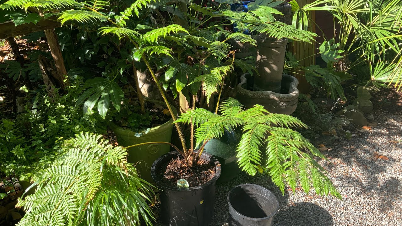 How to transplant a Australian Tree fern
