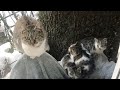 Отчаянная мать в мороз принесла котят к людям, и только через год вернулась сама, посмотрите зачем