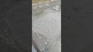 kasih makan ikan patin