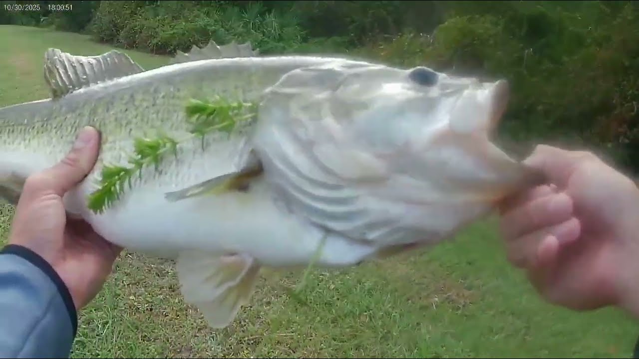 Hybrid Hunter Strikes! 6 Pounder Out Of A Pond 🔛🔝🔜......