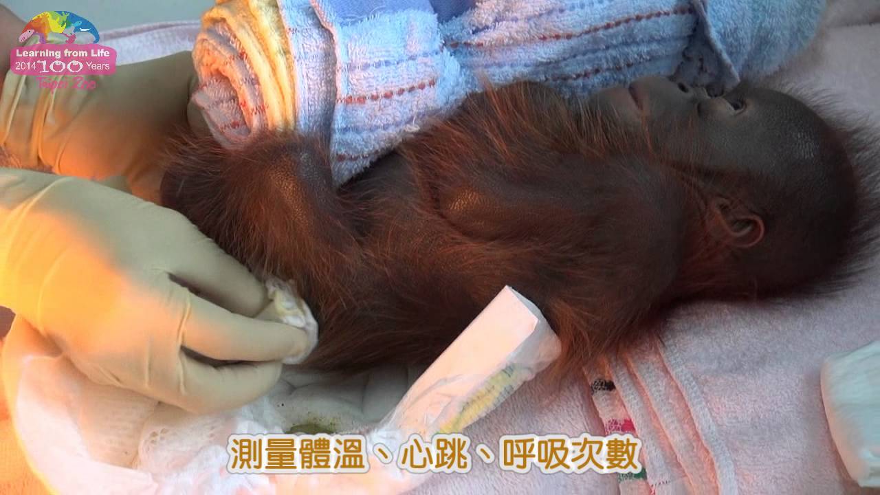 寧陪動物過新年—保育員全年無休 Baby Orangutan Eason's Chinese New Year's Eve