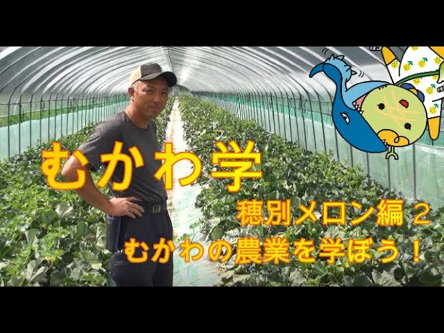 むかわ学 むかわの農業を学ぼう 穂別メロン編2 Youtube