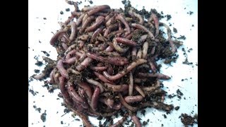 видео: Дендробена. 50 коконов. Прошло 2,5  месяца (10 недель). картинка: Дендробена. 50 коконов. Прошло 2,5  месяца (10 недель).