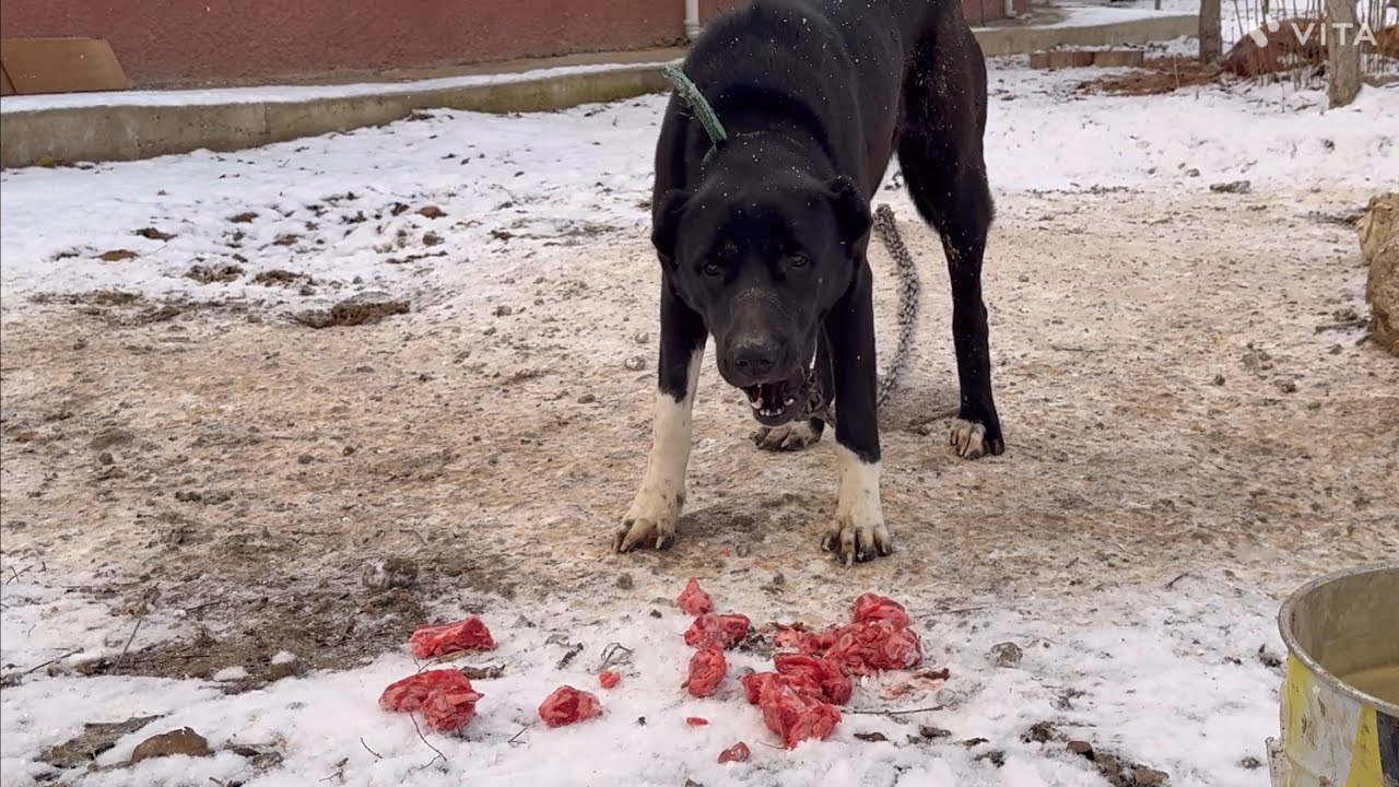 KARDA ÇİĞ ET BESLEMESİ