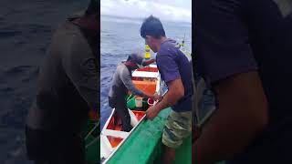 this fish caught by a dolphin #viralvideo #handfish #handlinefishing #youtubeshorts #tunafishing