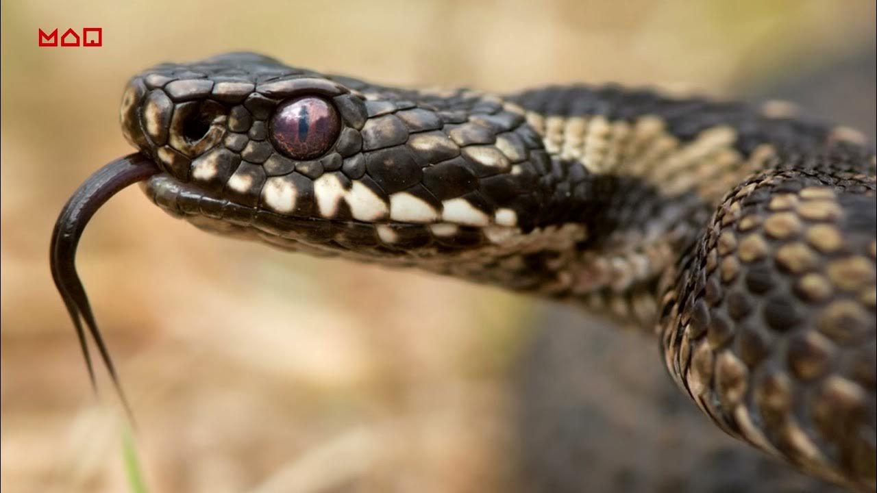 Гадюки в природе. Змея гадюка обыкновенная. Змея гадюка ядовитая. Обыкновенная гадюка (Vipera berus). Гадюка обыкновенная ядовитая змея.
