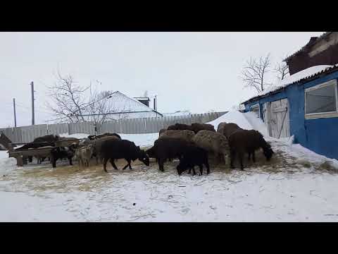 Почему овцы резко худеют, решение проблемы.