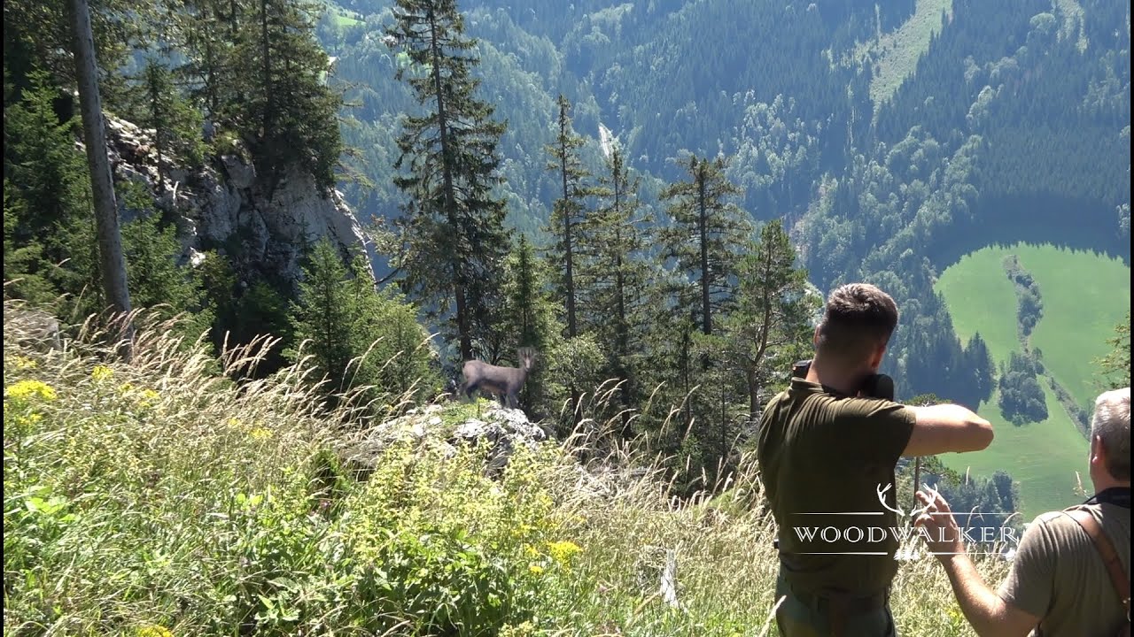 Jagd auf Wisent in Weißrussland