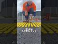 道路に黄色い点があるのはなぜ？