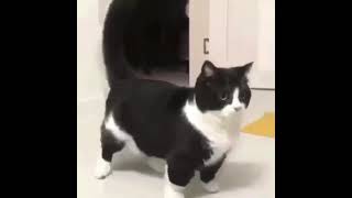 Cat dancing to Arabic Nokia ringtone beat