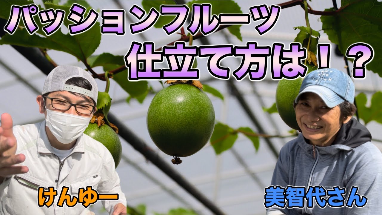 パッションフルーツの仕立て方は 人工受粉の着果率を上げるには 美智代さん質問 Youtube