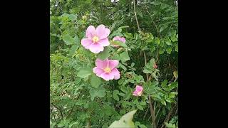 Beautiful Wild Roses