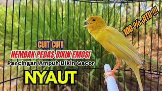 Kenari gacor NGEROL PANJANG cocok untuk PANCINGAN KENARI PAUD bikin BURUNG KENARI GACOR PANJANG