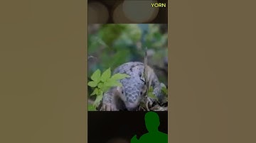 Loài Tê Tê đặc biệt nè #thegioidongvat #dongvathoangda #animals #Yorn #baotondongvat #khampha