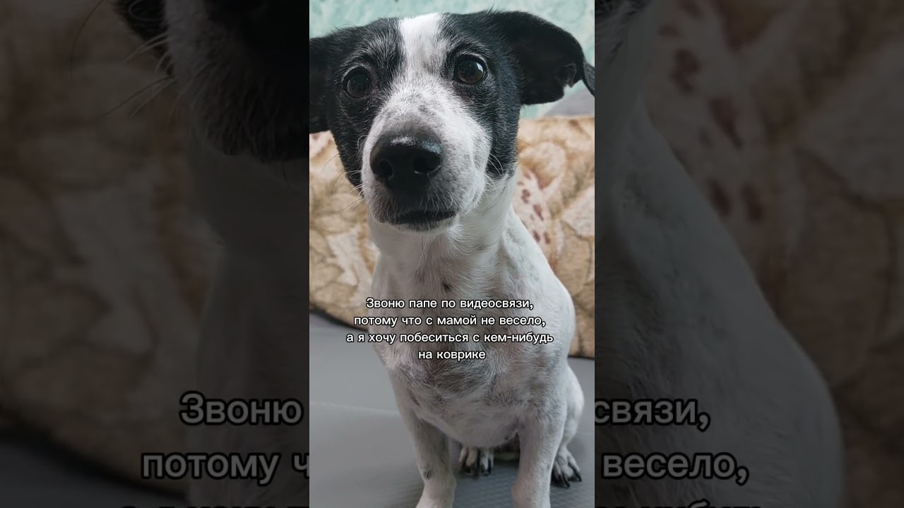 Коврик Dfang можно приобрести на официальном сайте Astradepets.ru