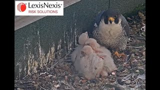 QHS Peregrines  Morning feed and view of chicks 17/05/24