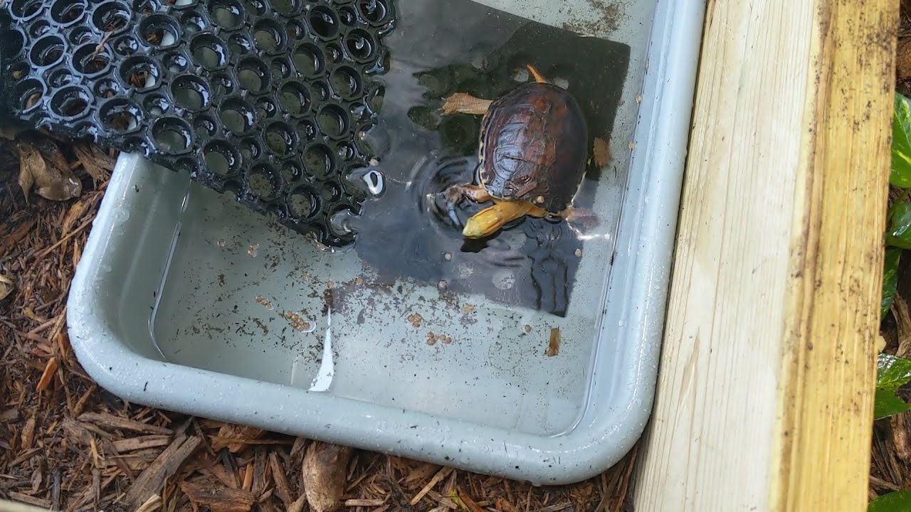 Catching McCords Box Turtles With Water!!?? Just kidding, but you could do it!