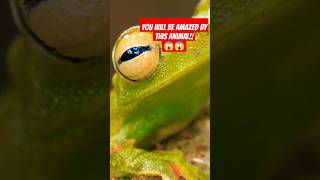 Meet The See-Through Gl Frog