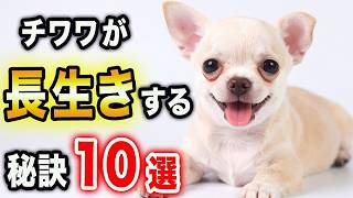 チワワが長生きする10の習慣