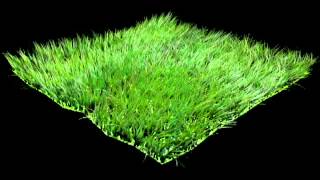 Grass & Animation tester
