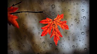 RELAXING AUTUMN MUSIC VIBES FOR STRESS RELIEF, ANXIETY MEDITATION AND STUDY - FALL AMBIENCE screenshot 2