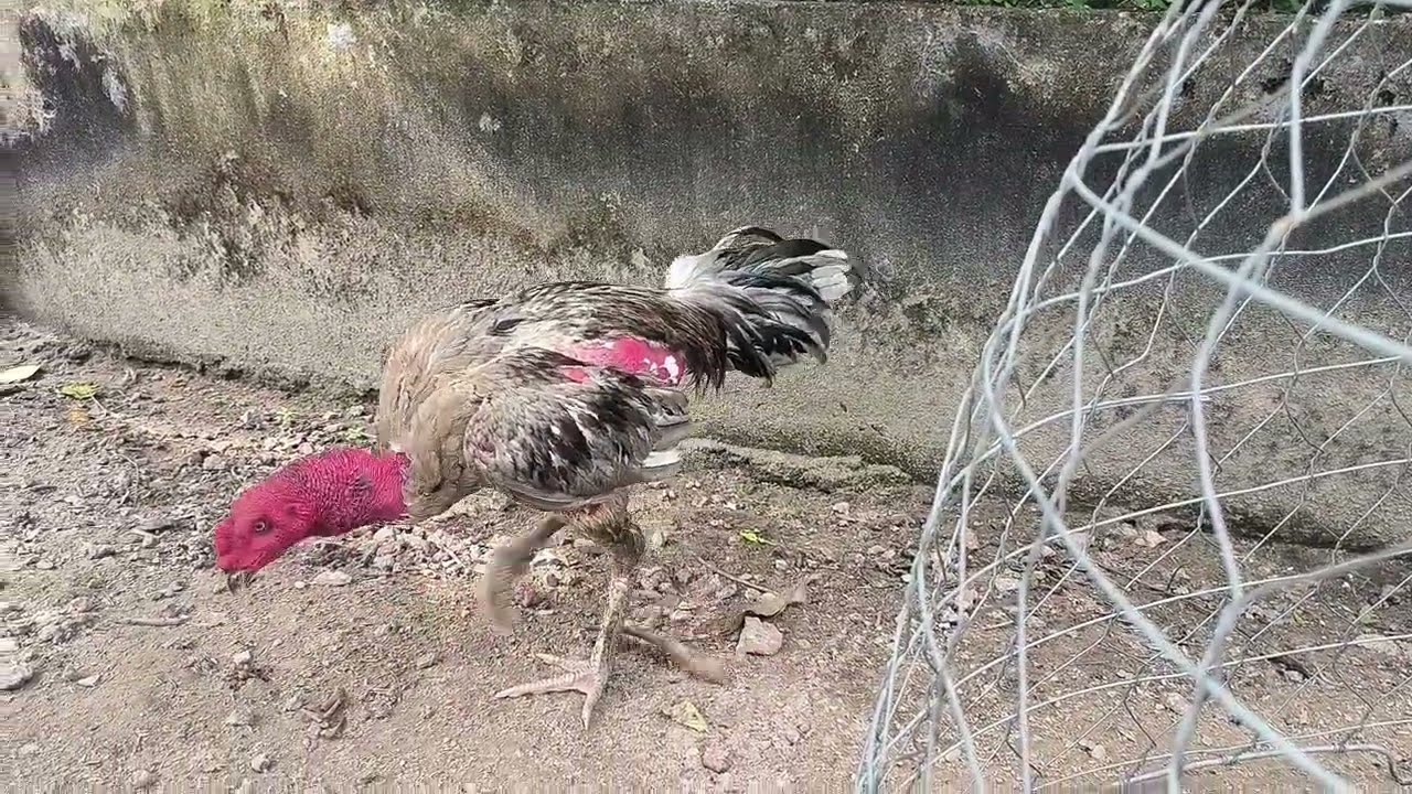 Xám liên giáp nội