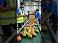 li #lifeisbutadream #china #fruit #dubai #nothingimposibleinthisworld #food