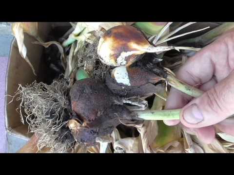 Как хранить выкопанные луковицы тюльпанов до осени