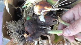 видео Когда выкапывать тюльпаны и как хранить их до посадки осенью