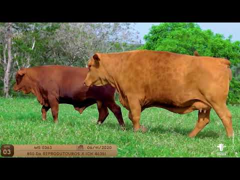 LOTE 03 - MS0363 (PARIDA)